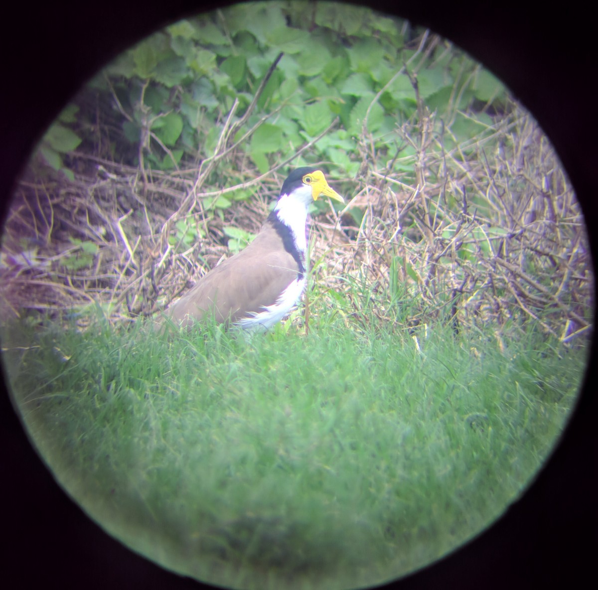 Masked Lapwing - ML314713901