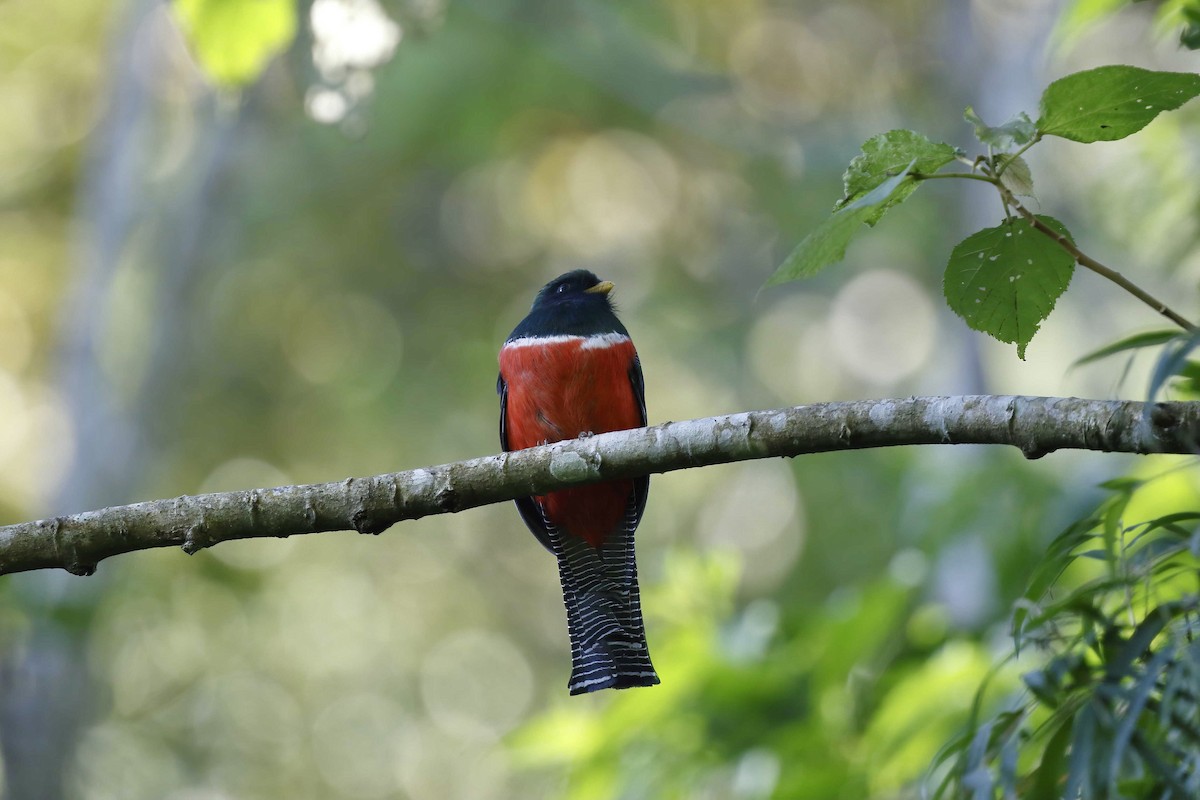 Collared Trogon - ML314714911