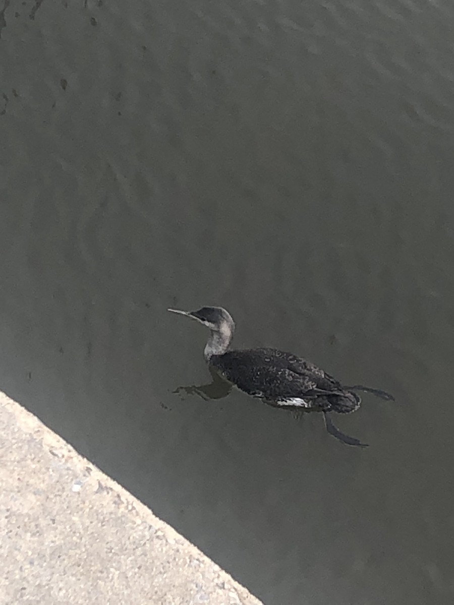 Red-throated Loon - Jonathan Birchall