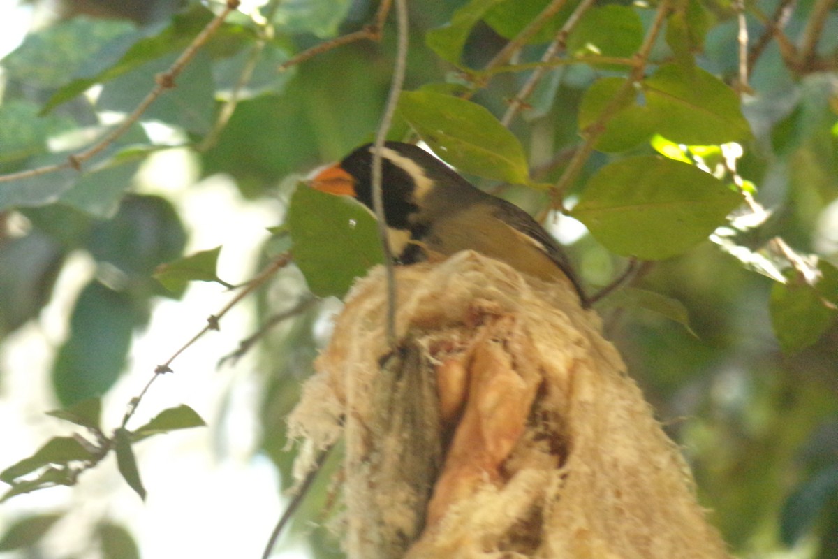 Golden-billed Saltator - Pablo Monges