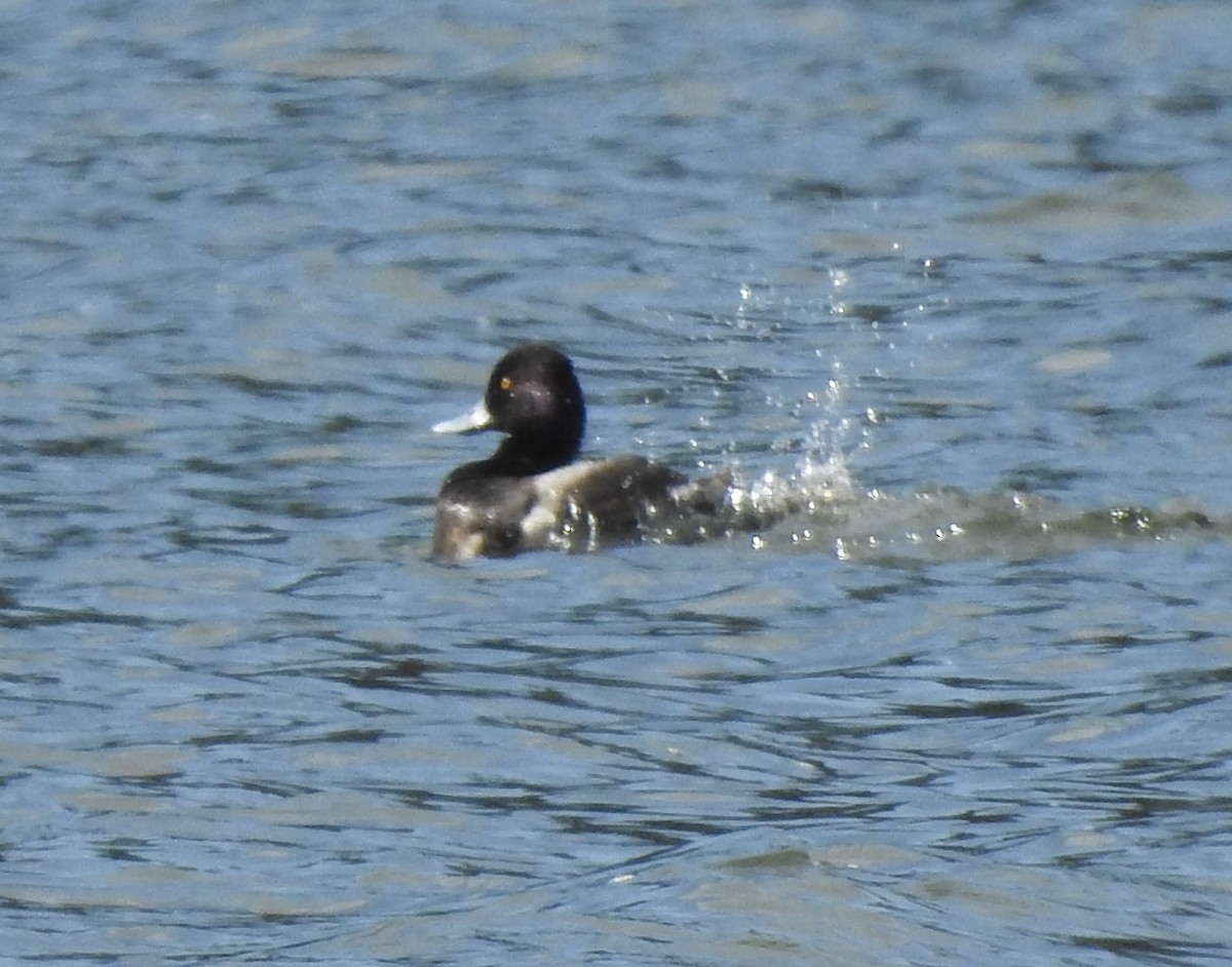 Murgilari txikia - ML314716421