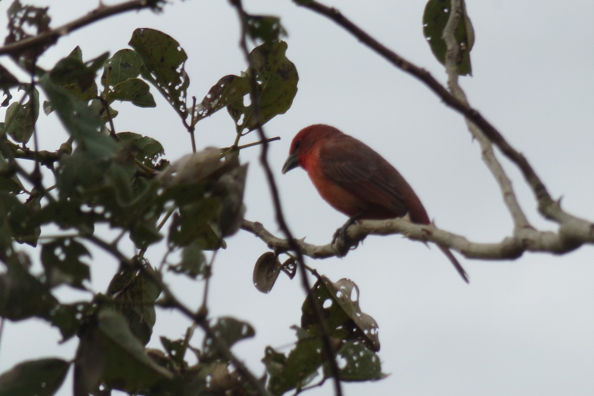 Hepatic Tanager - Pablo Monges