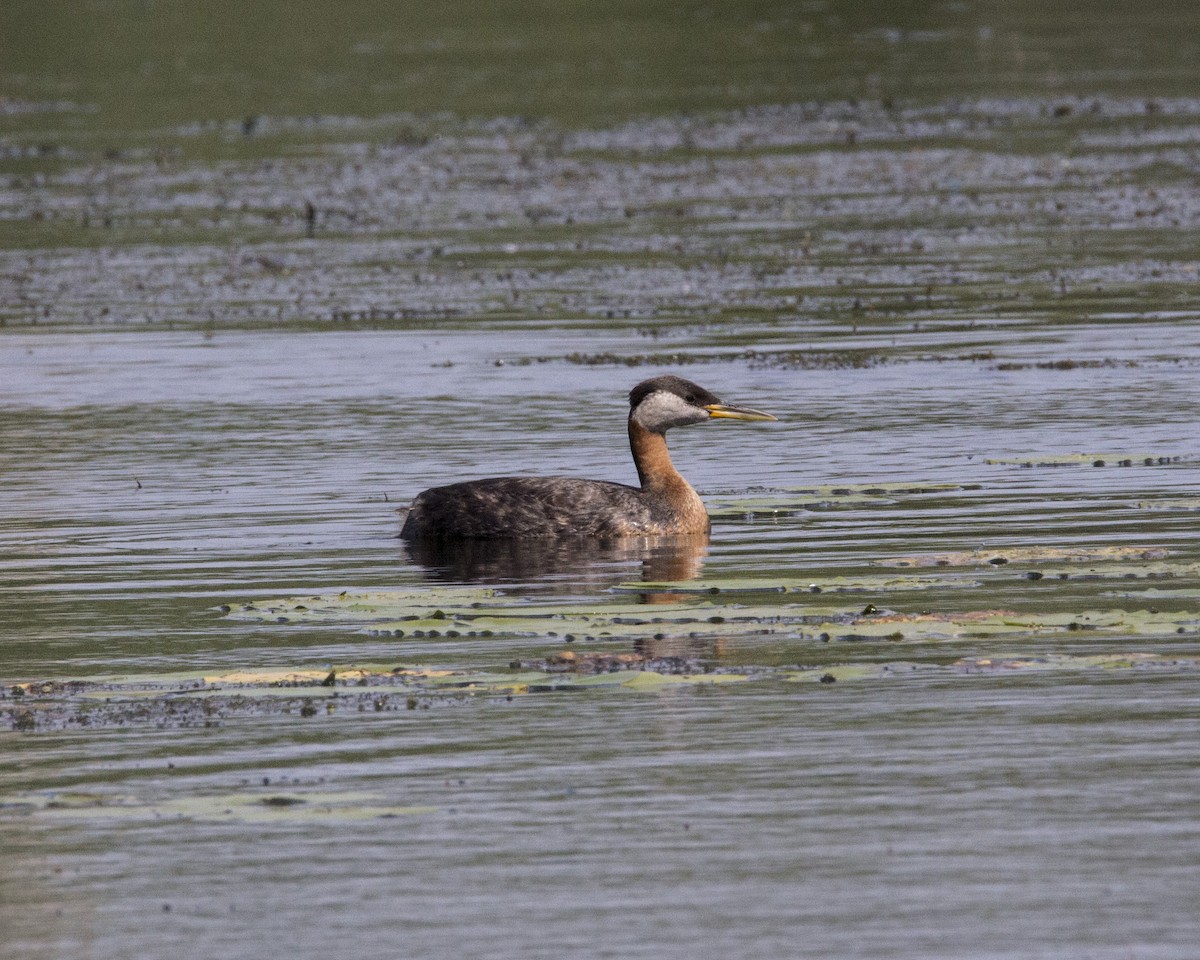 Red-necked Grebe - Ed kendall