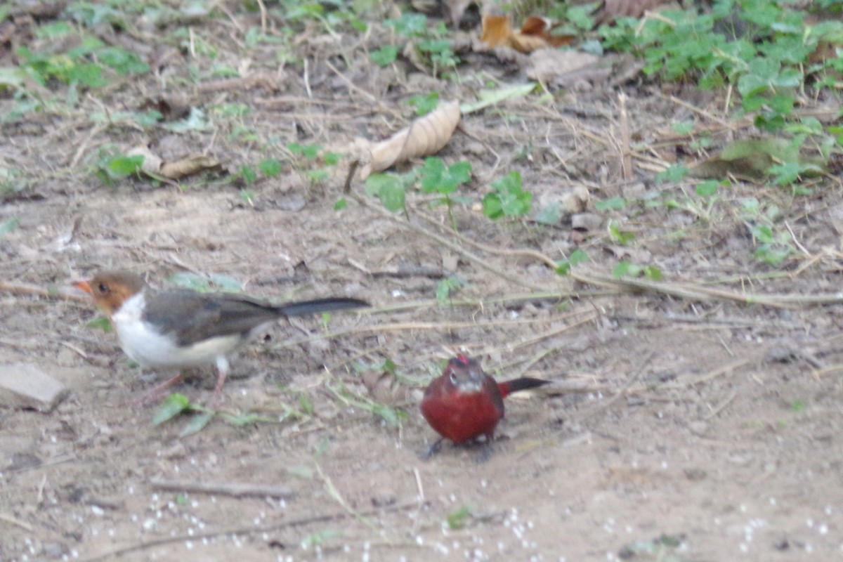 Red-crested Finch - ML31471781