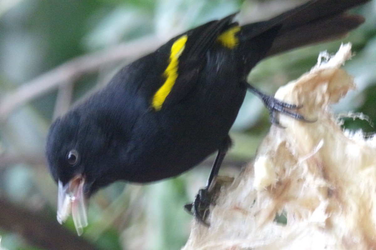 Golden-winged Cacique - Pablo Monges