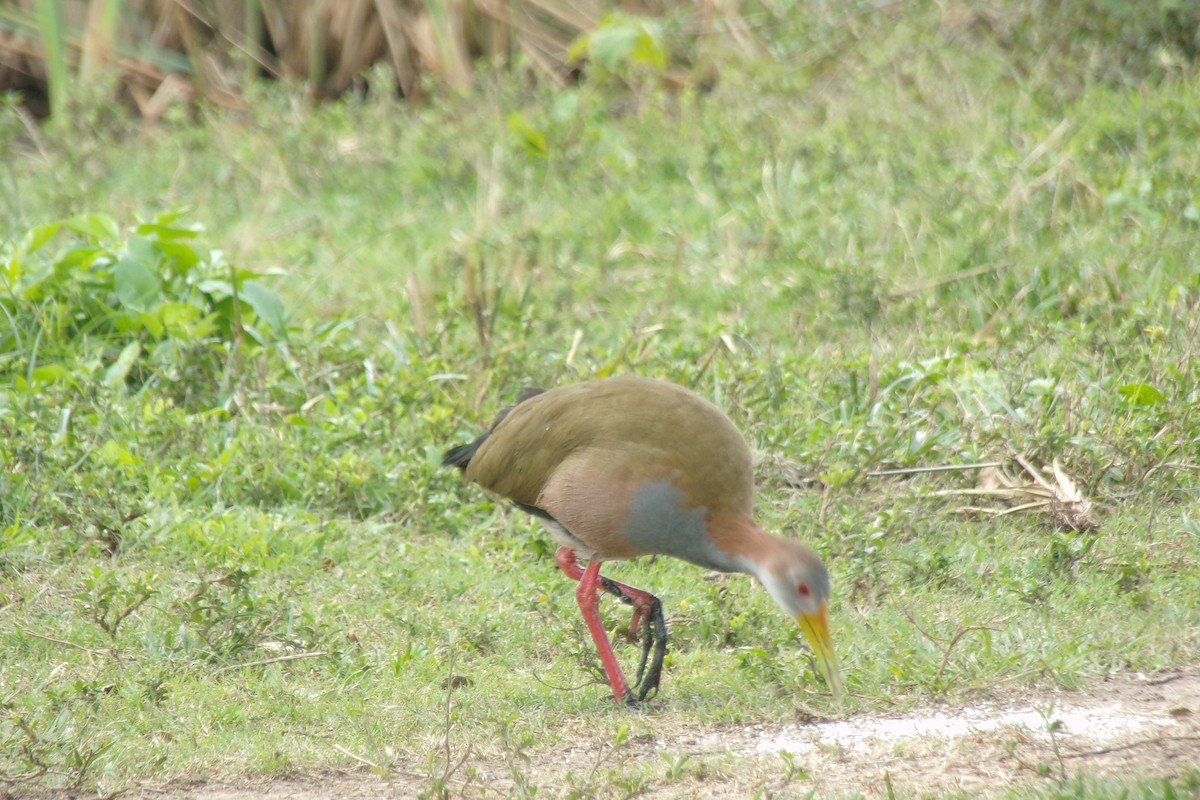 Giant Wood-Rail - ML31471811