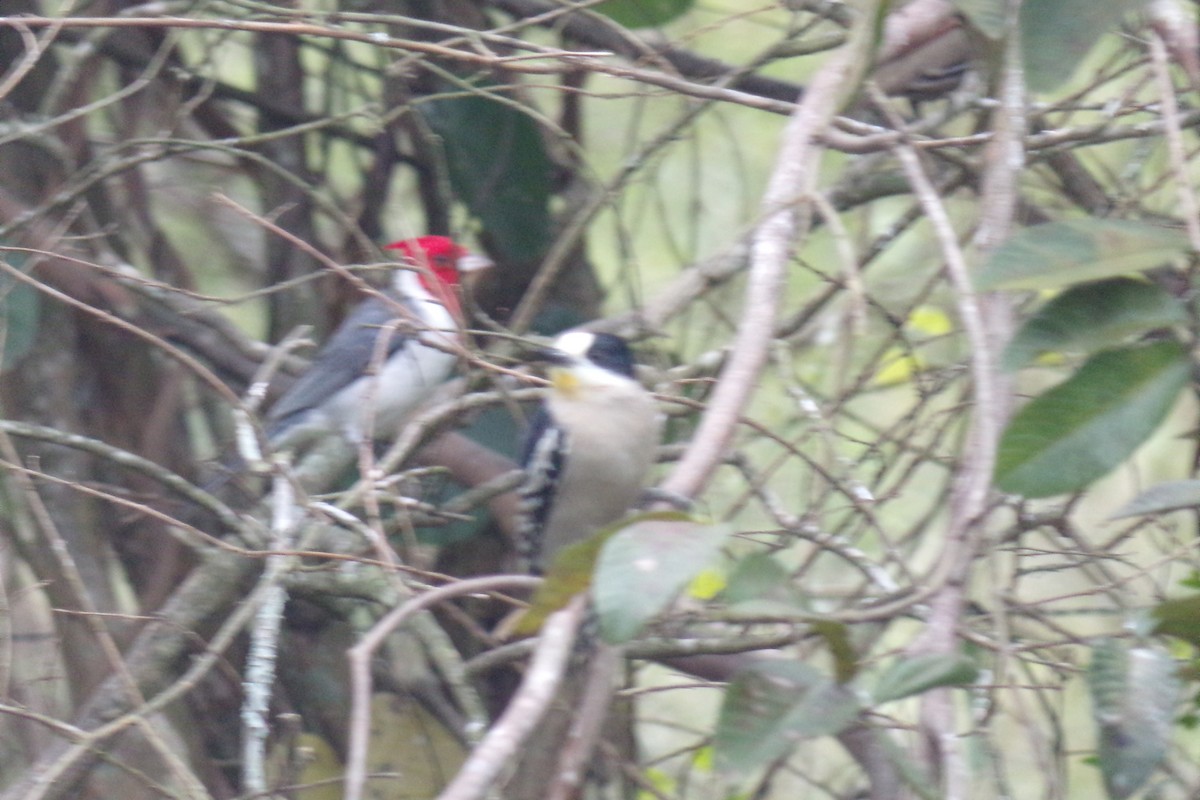 White-fronted Woodpecker - Pablo Monges