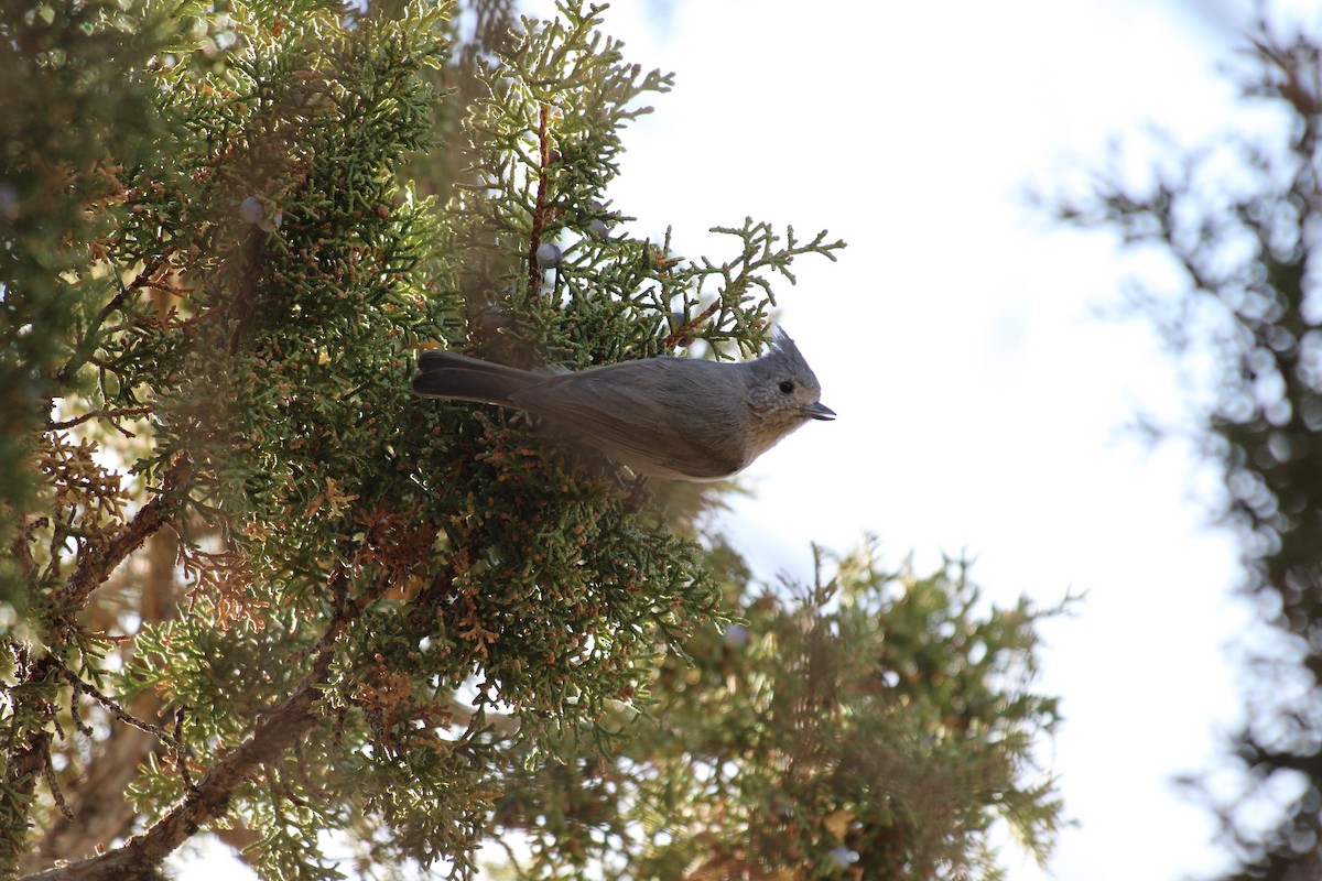 Juniper Titmouse - ML314718371