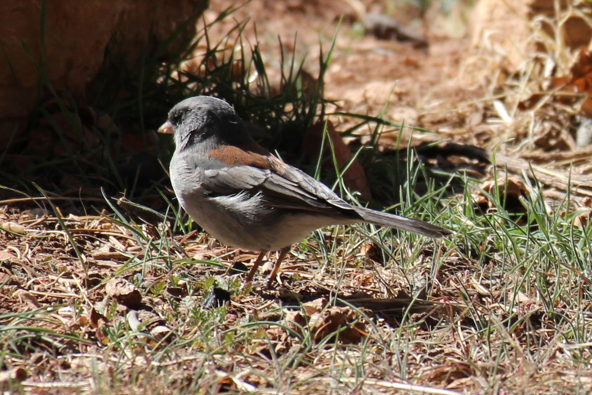 Dark-eyed Junco - ML314718511