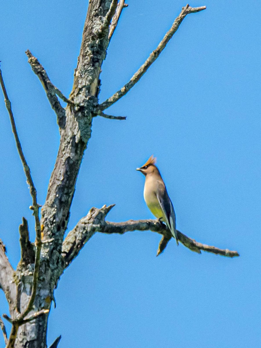 Cedar Waxwing - Matt M.