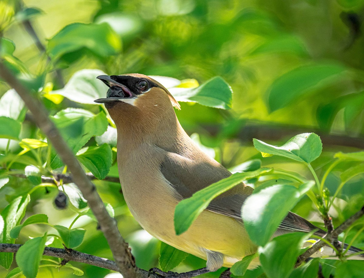 Cedar Waxwing - Matt M.