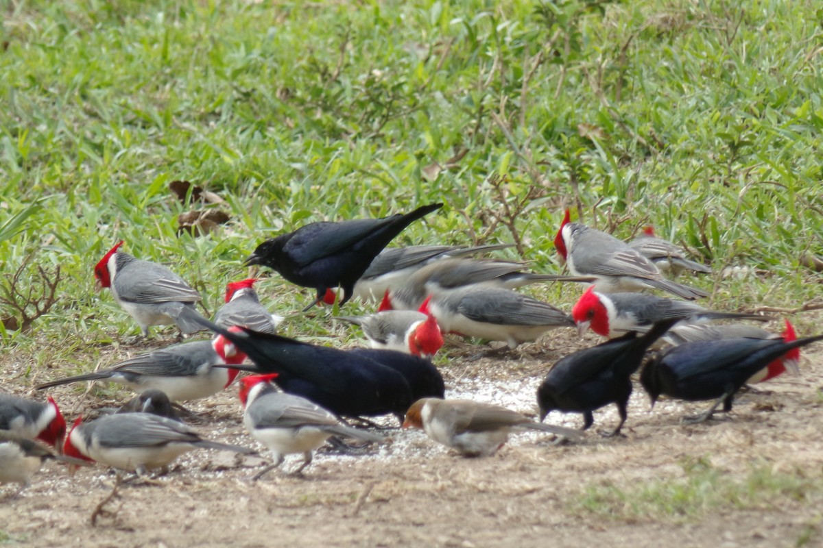 Red-crested Cardinal - Pablo Monges