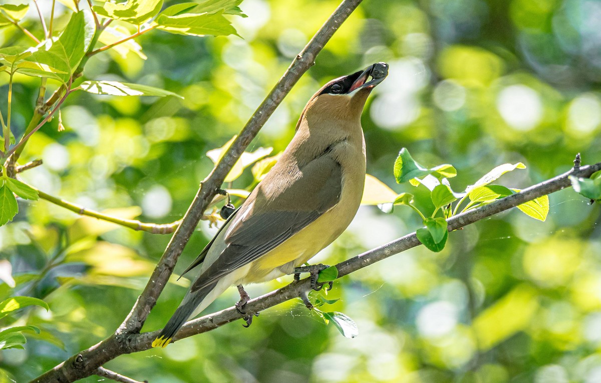 Cedar Waxwing - Matt M.