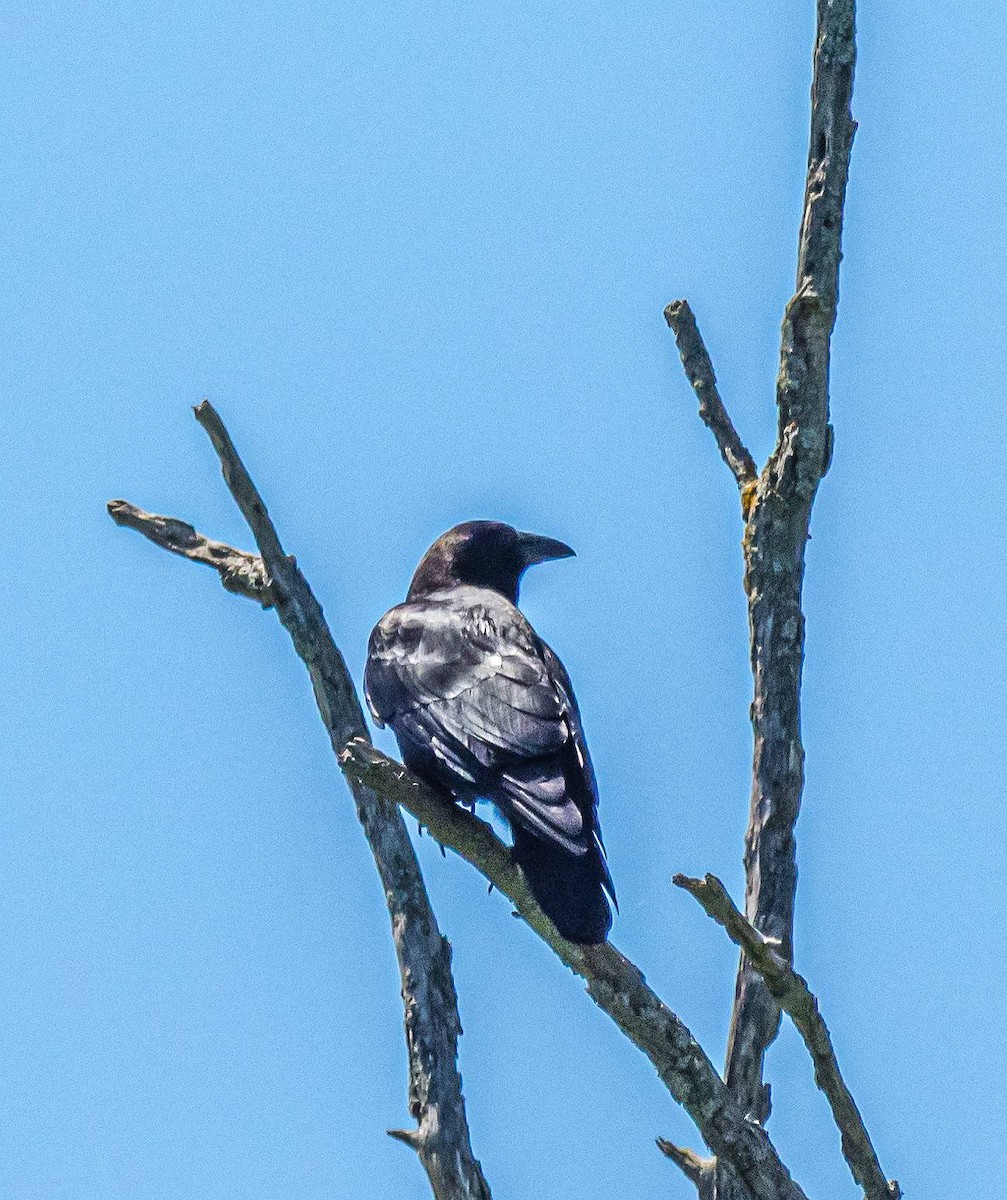 Common Raven - ML314718961