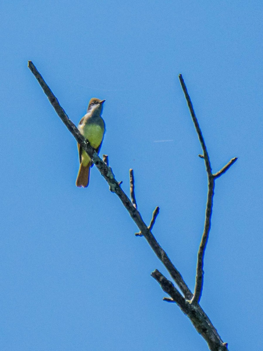 Great Crested Flycatcher - ML314719051