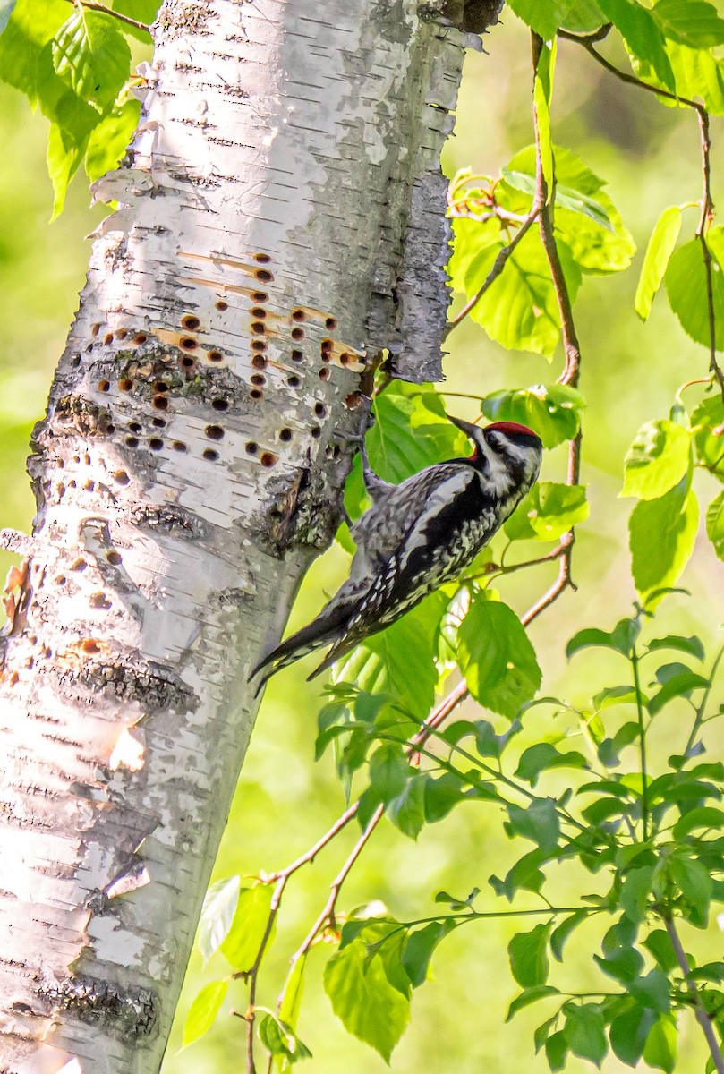 Yellow-bellied Sapsucker - ML314719191