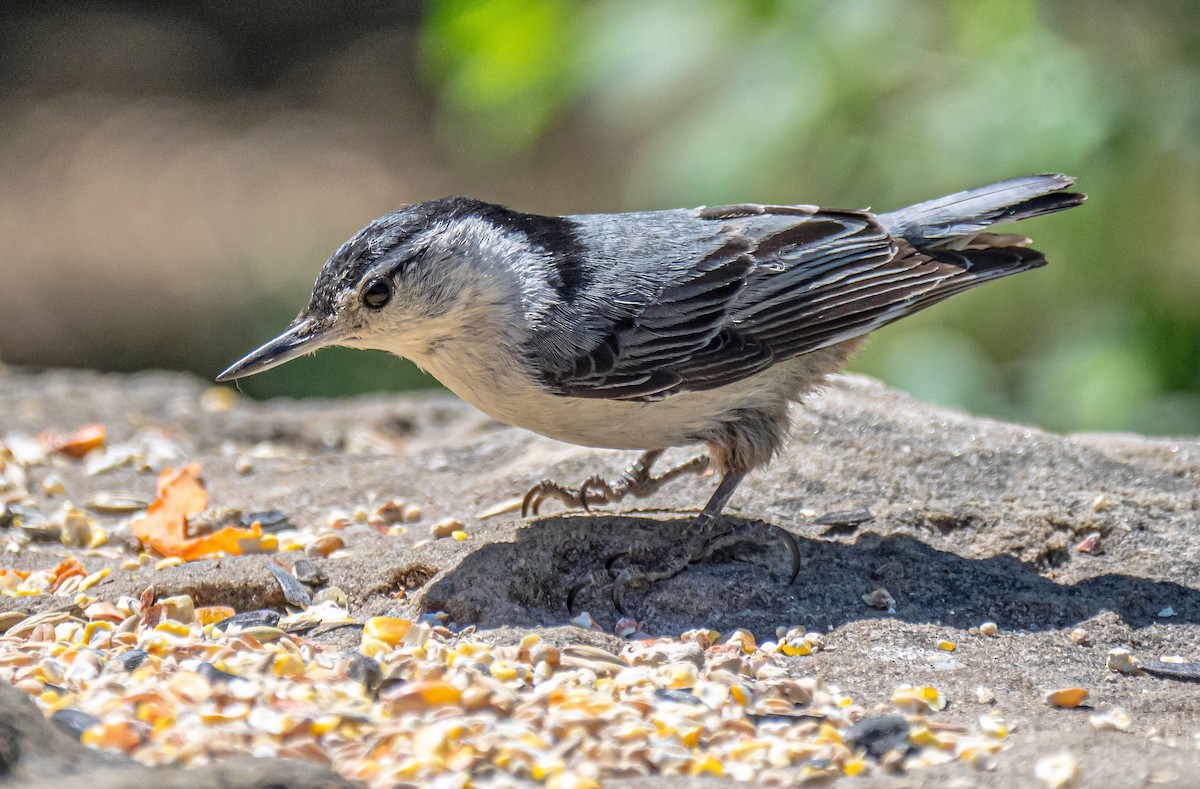 White-breasted Nuthatch - ML314719471