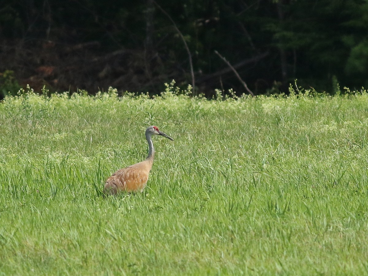 Sandhill Crane - Stephen Mirick