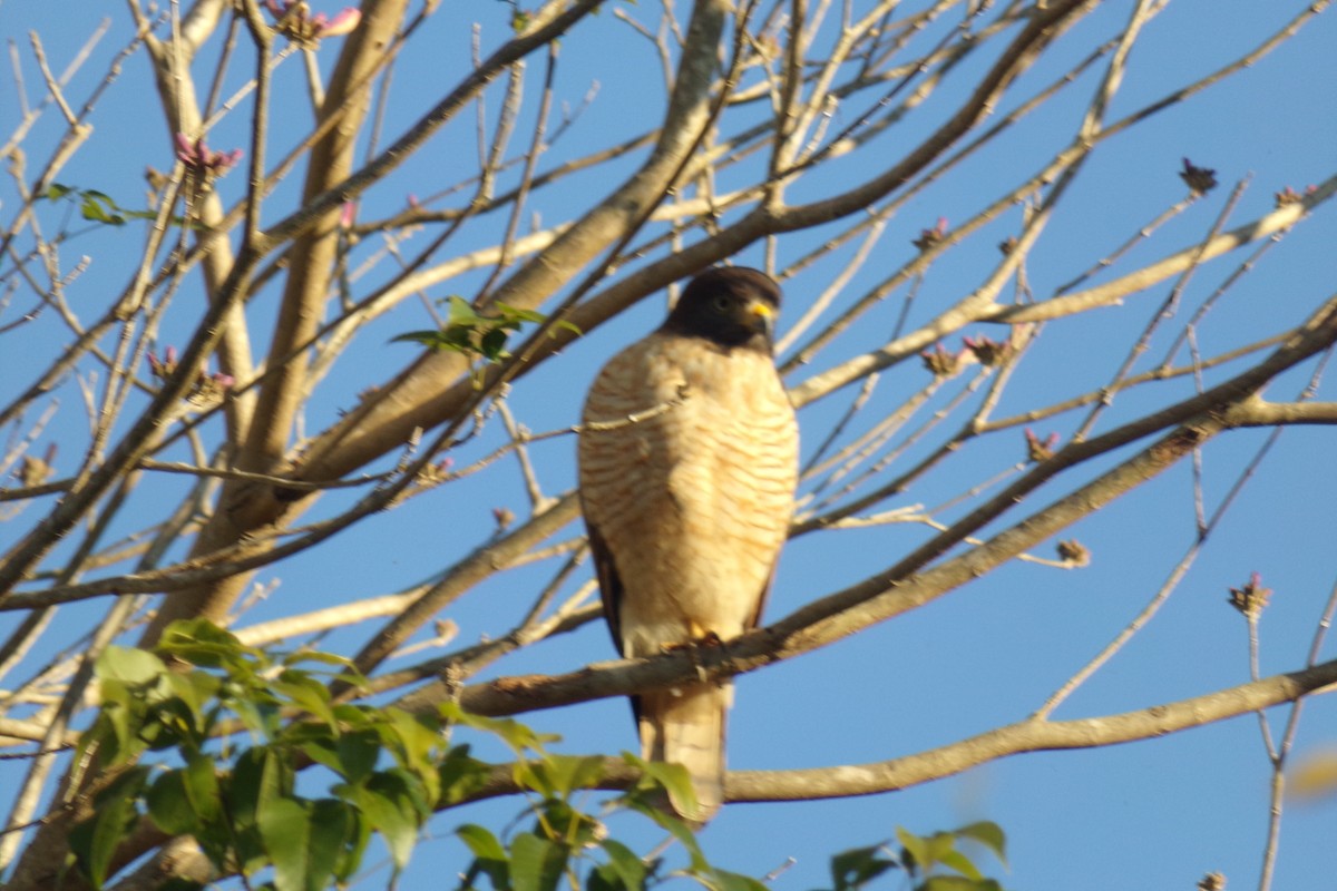 Roadside Hawk - Pablo Monges