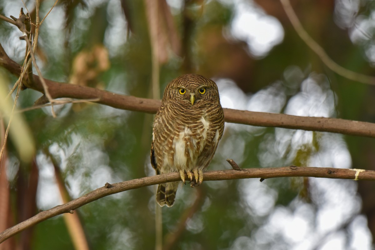 Asian Barred Owlet - ML314723001