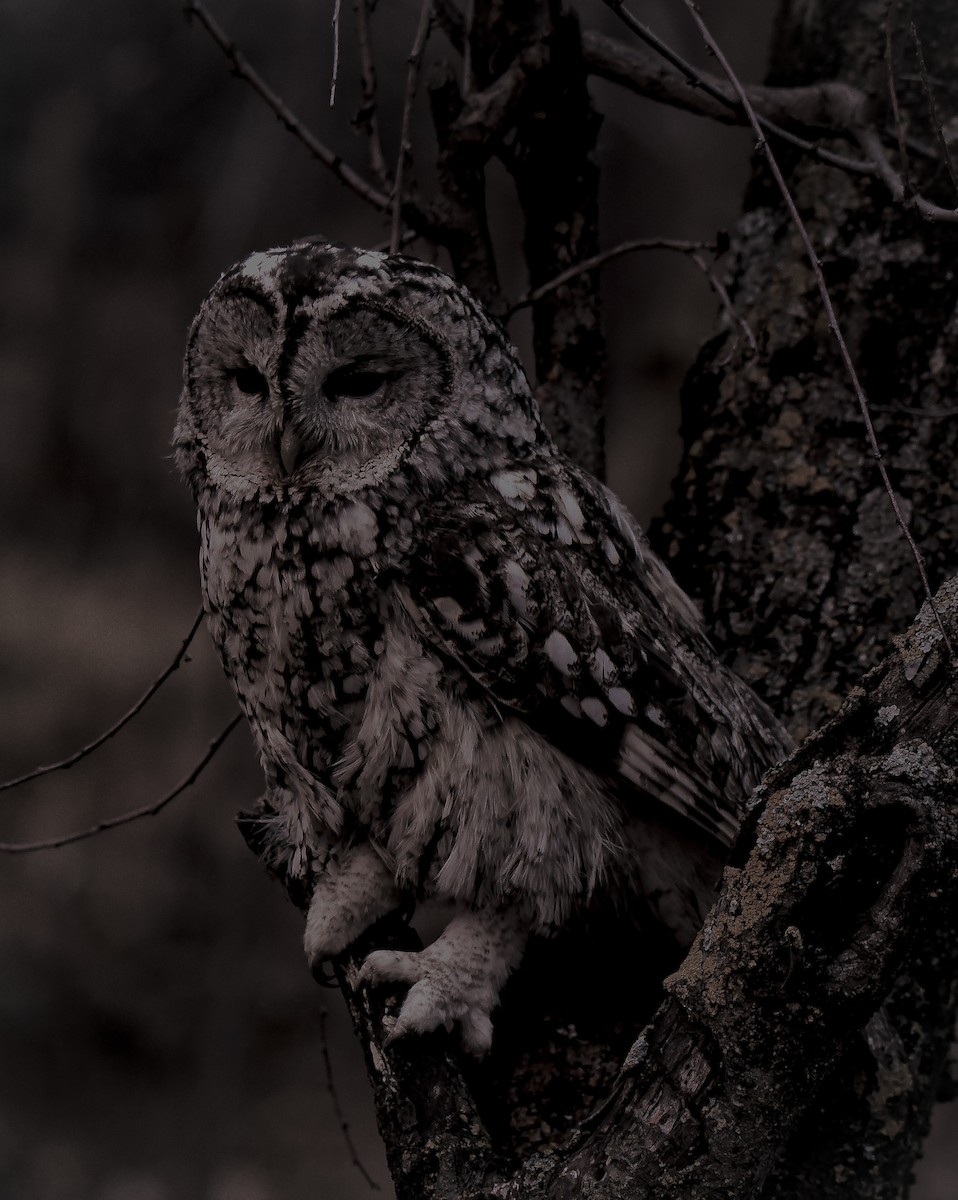 Tawny Owl - ML314723821