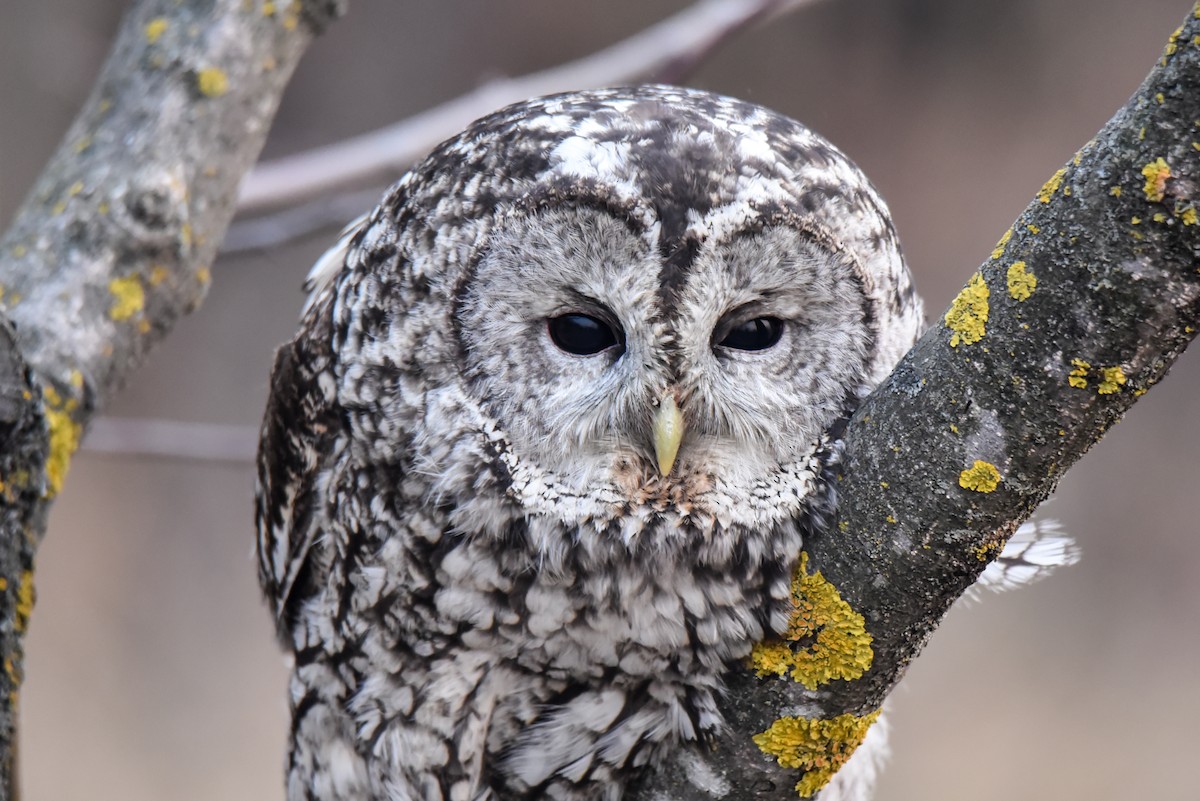 Tawny Owl - ML314723851