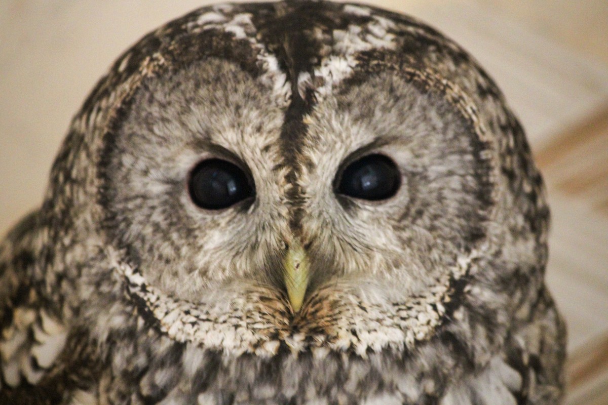 Tawny Owl - ML314723861
