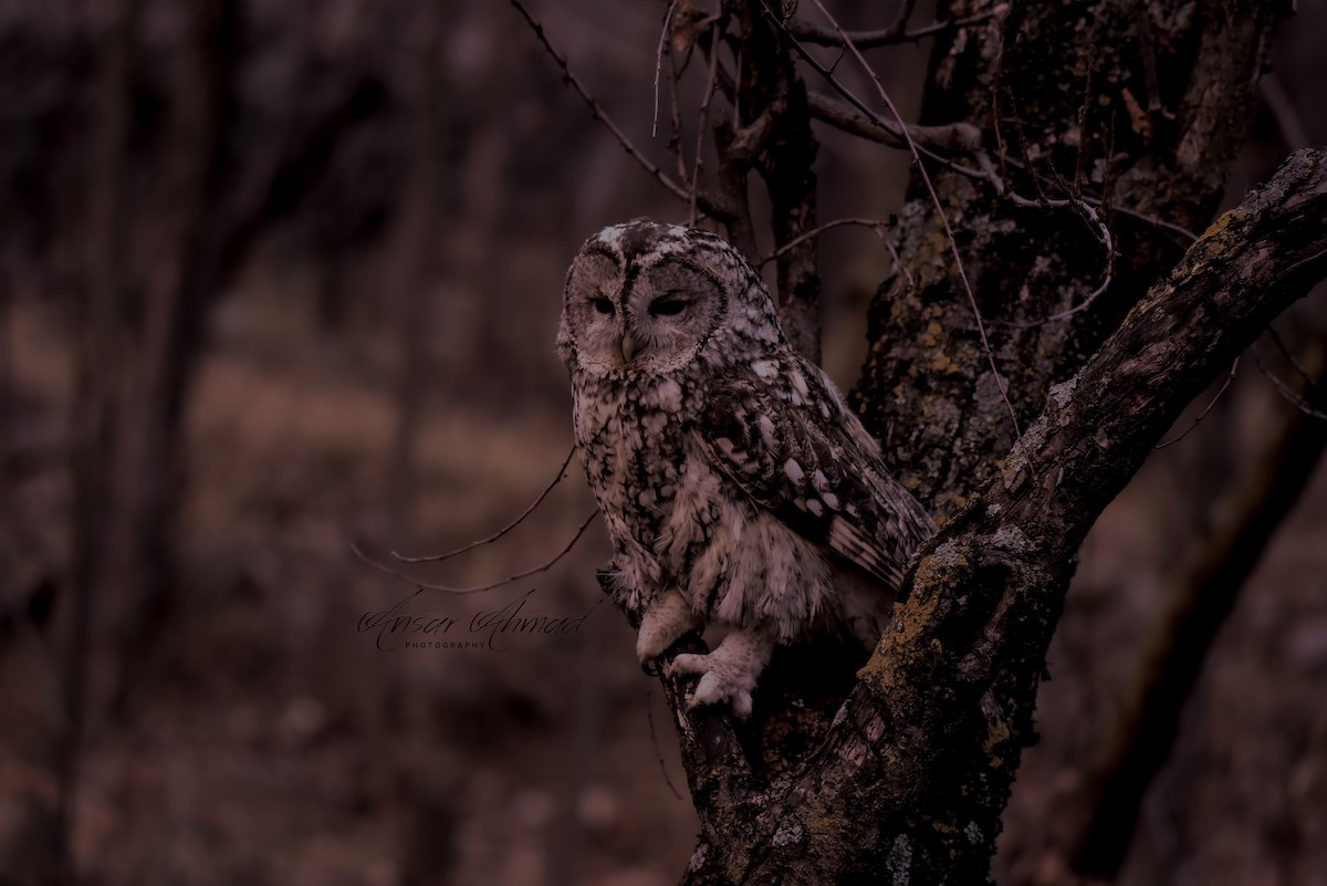 Tawny Owl - ML314723881