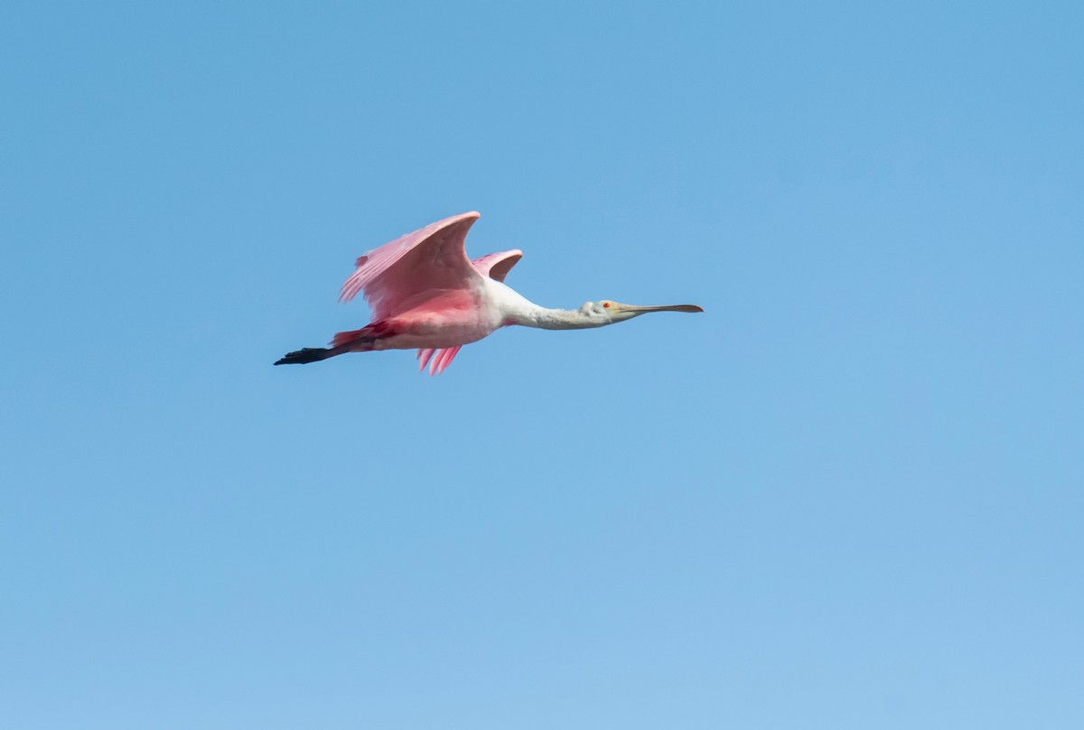 Roseate Spoonbill - ML314724561