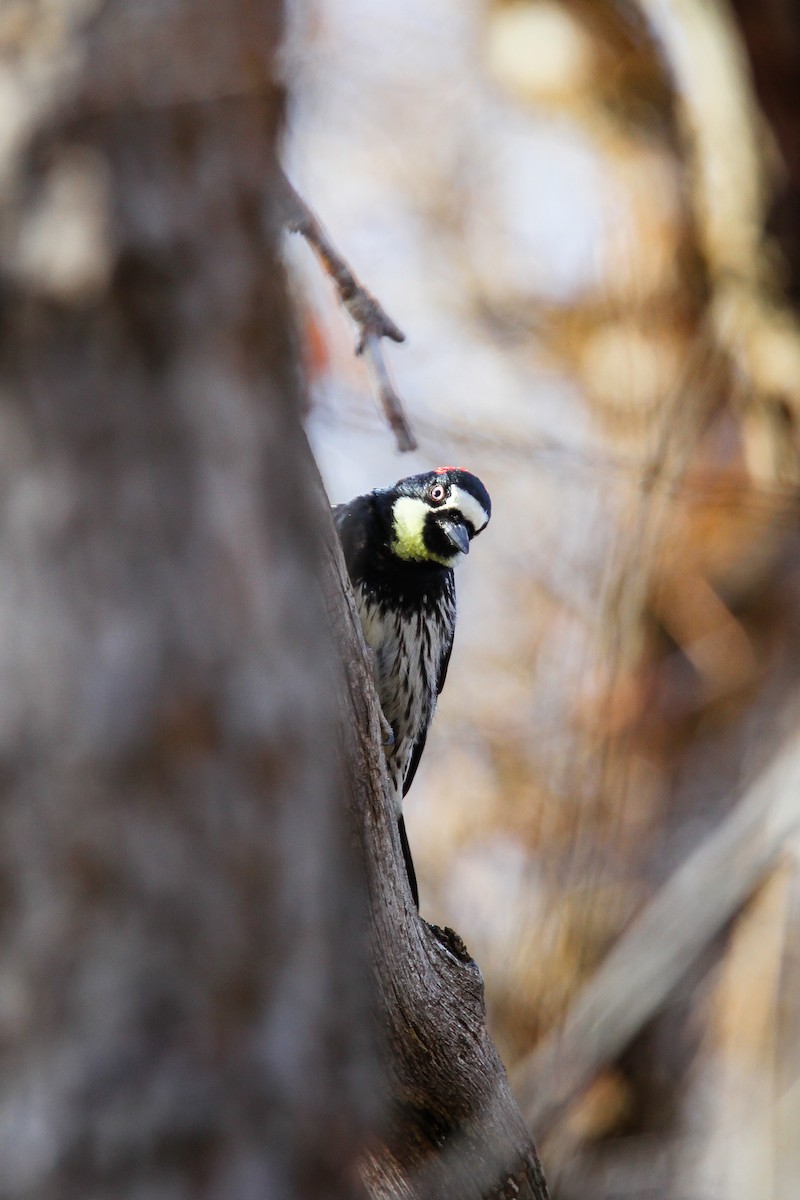 Acorn Woodpecker - ML314726001