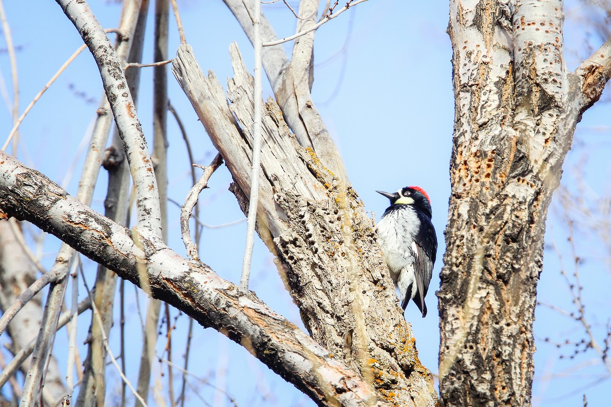 Acorn Woodpecker - ML314726011