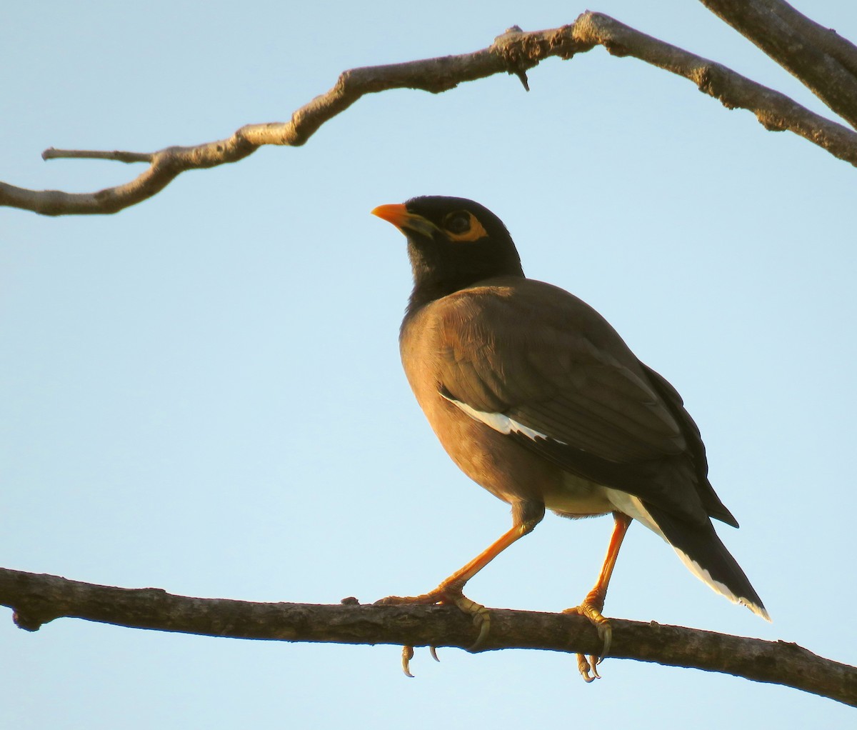 Common Myna - ML314727301