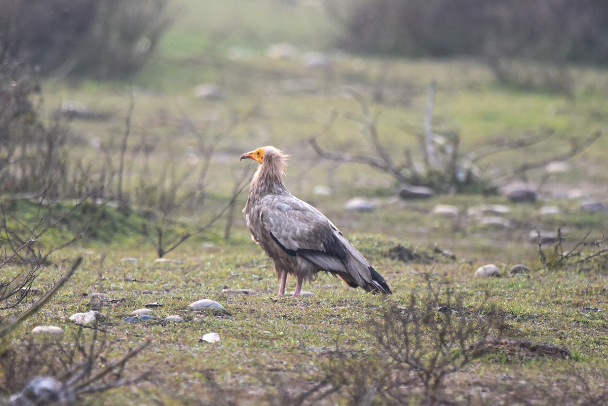 Egyptian Vulture - ML314727371