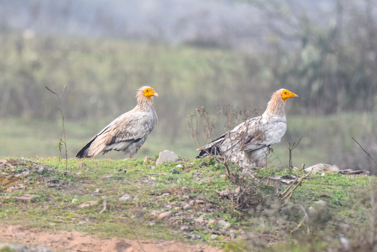 Egyptian Vulture - ML314727381