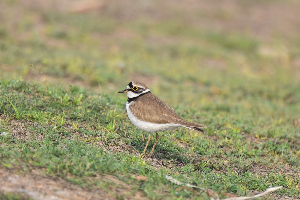 Little Ringed Plover - Ansar Ahmad Bhat