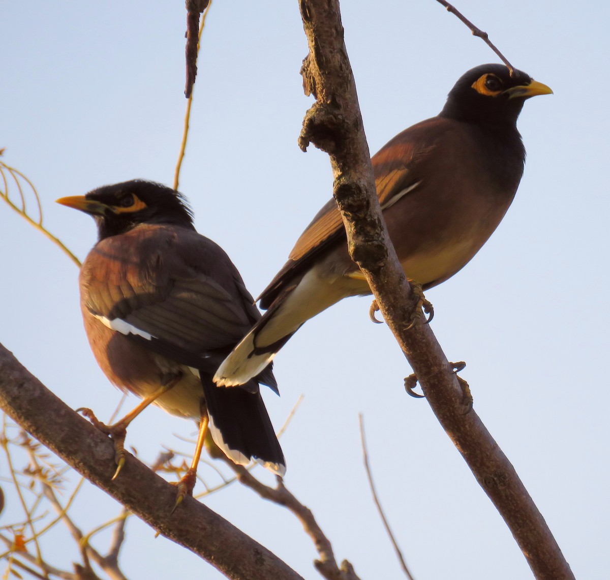 Common Myna - ML314727431