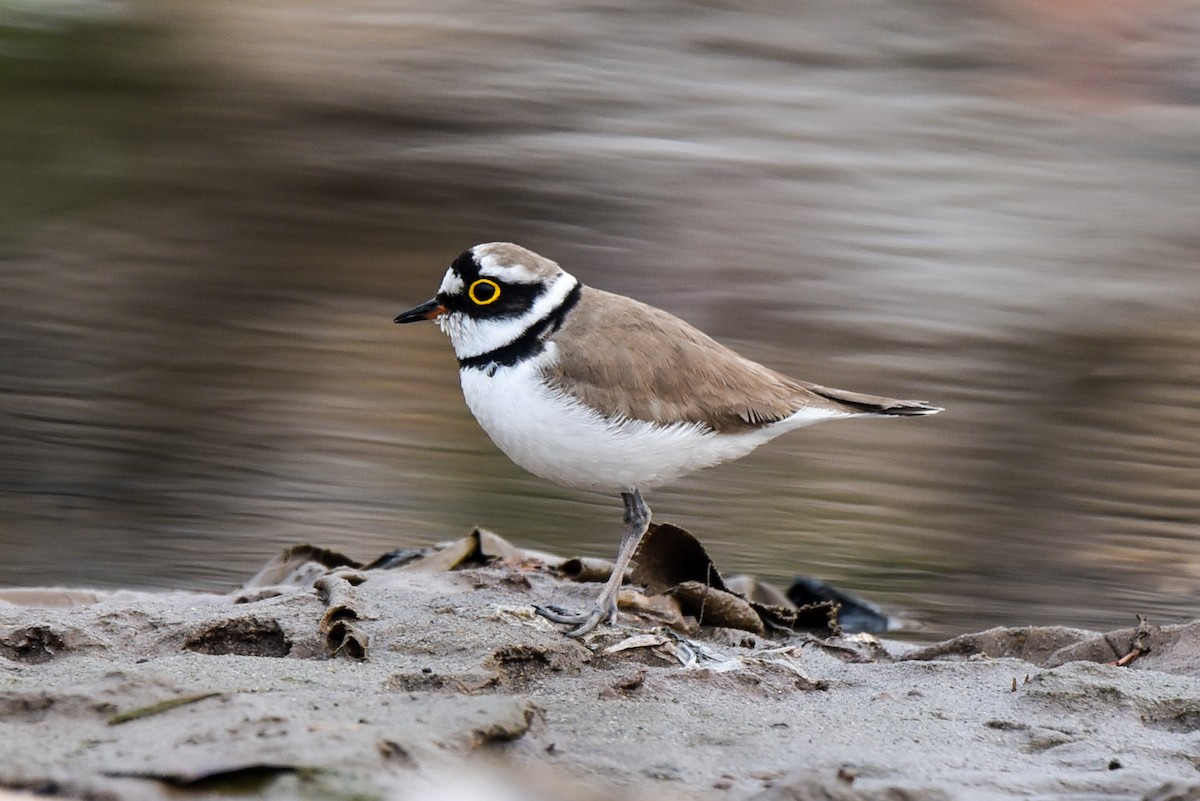 Little Ringed Plover - ML314727441