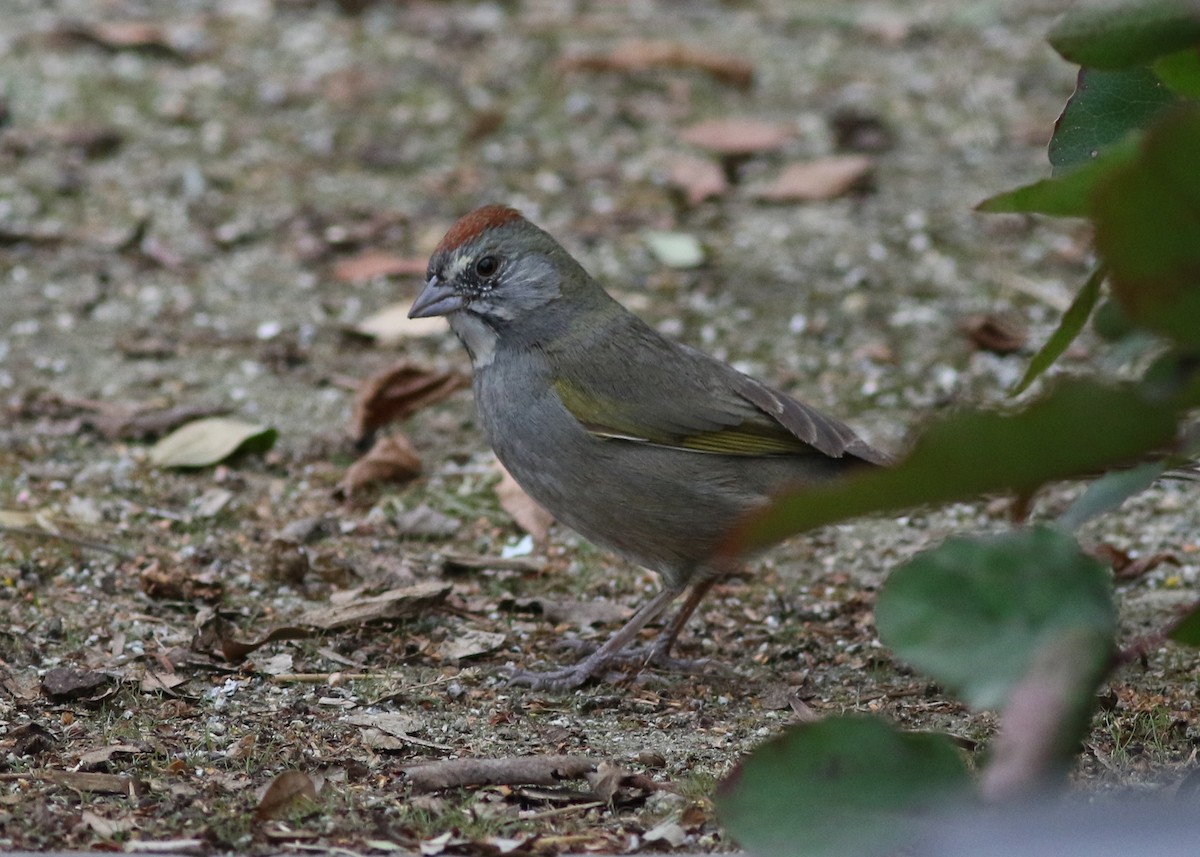 Green-tailed Towhee - ML314728491