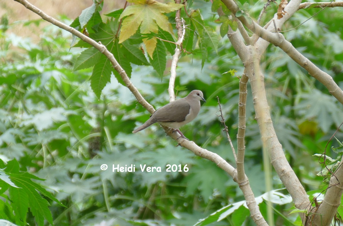 White-tipped Dove - Félix Man-Ging F.