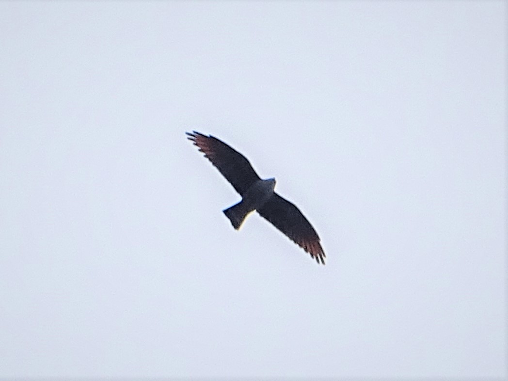 Schwebebussard - ML314733101