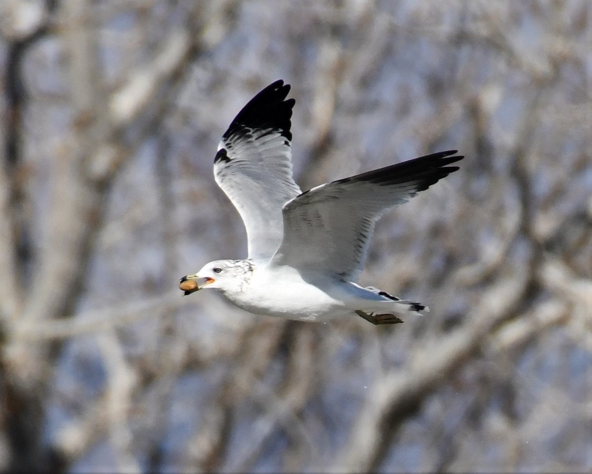 Ring-billed Gull - ML314736791