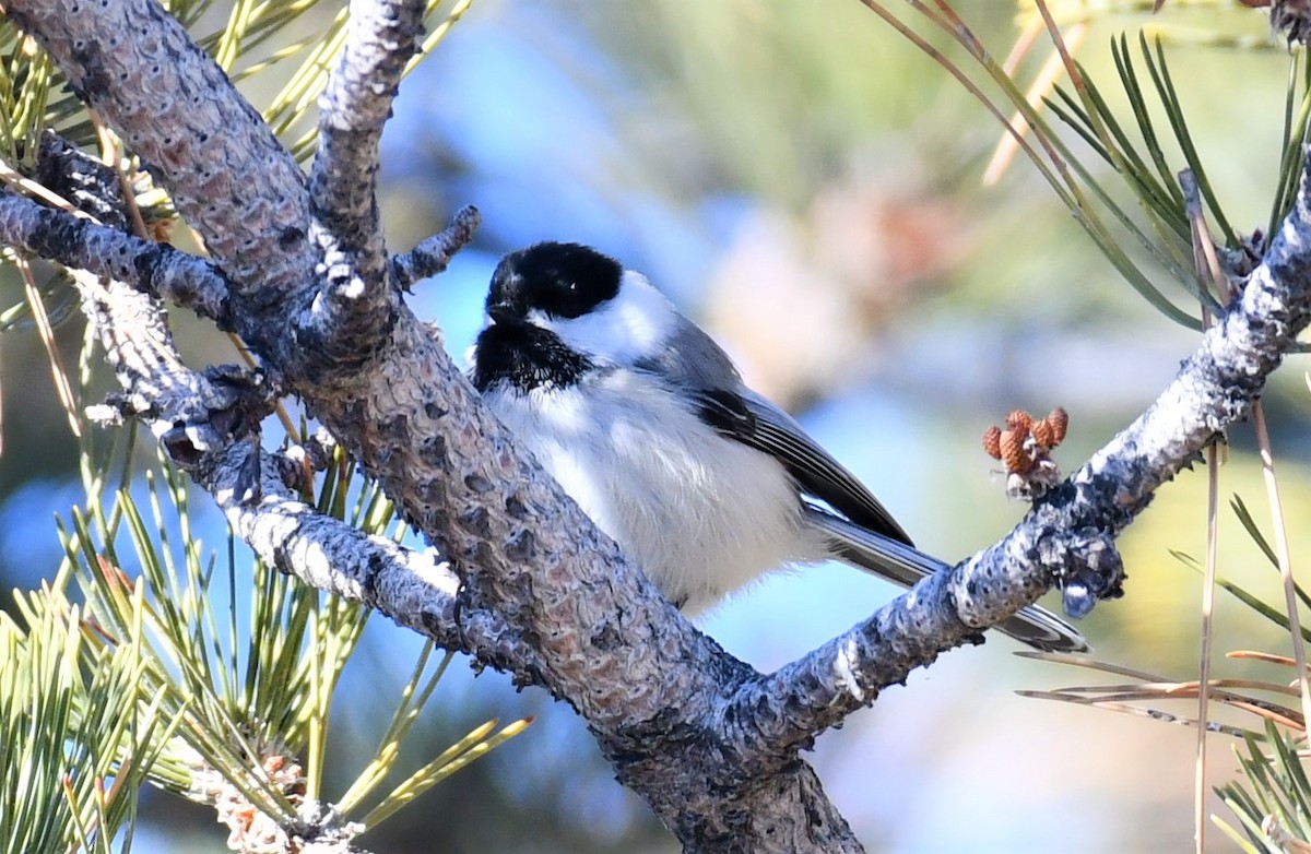 Black-capped Chickadee - ML314736861