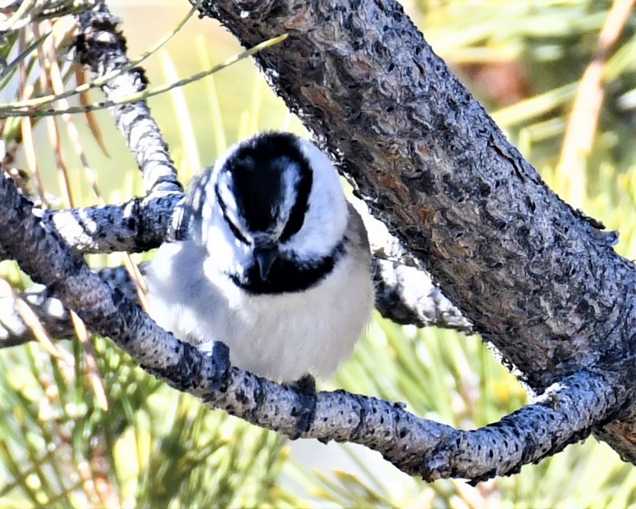 Mountain Chickadee - ML314736951