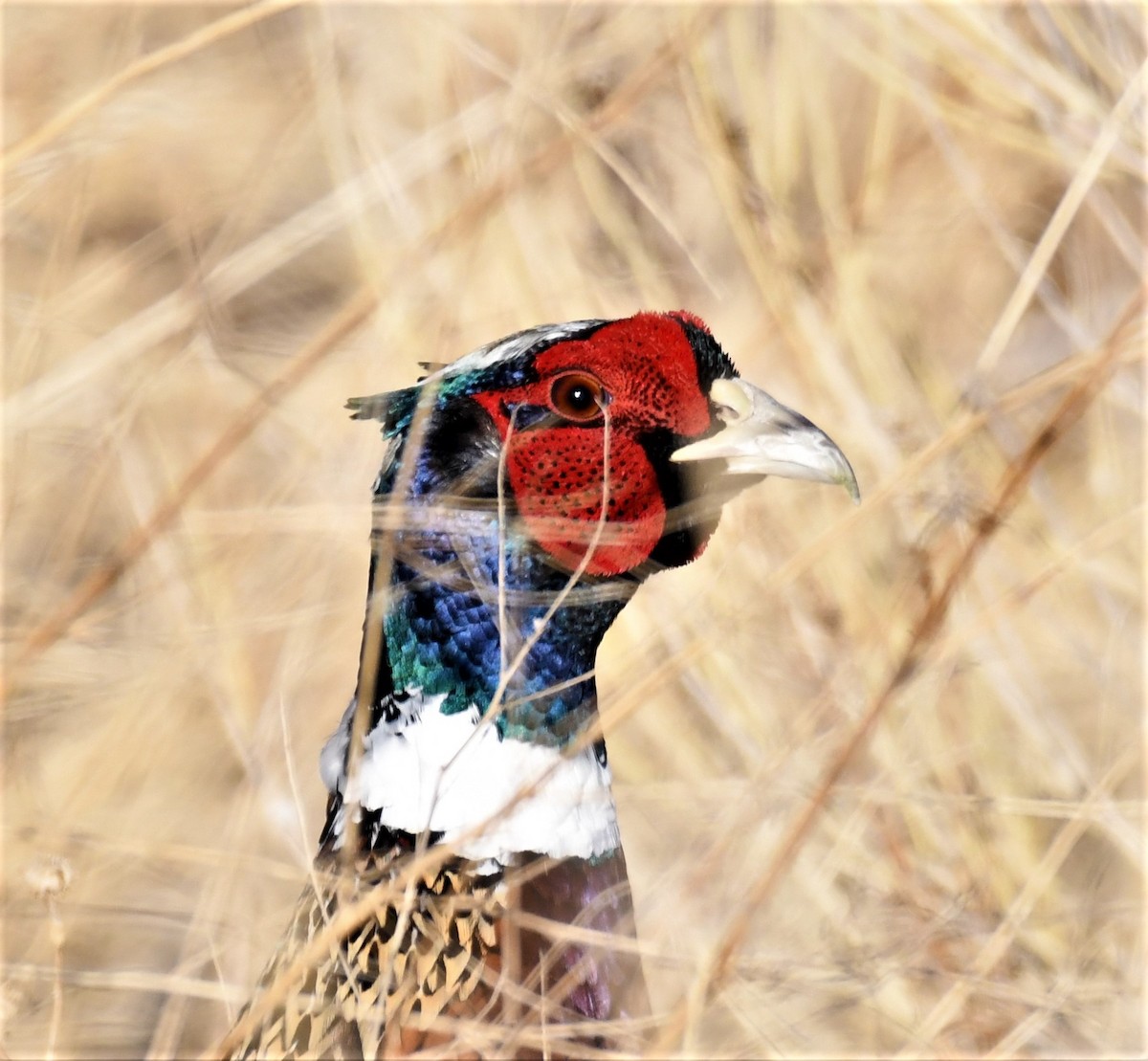 Ring-necked Pheasant - ML314738241