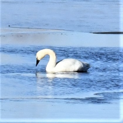Tundra Swan - ML314738731