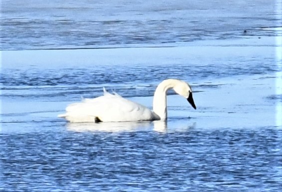 Tundra Swan - ML314738741