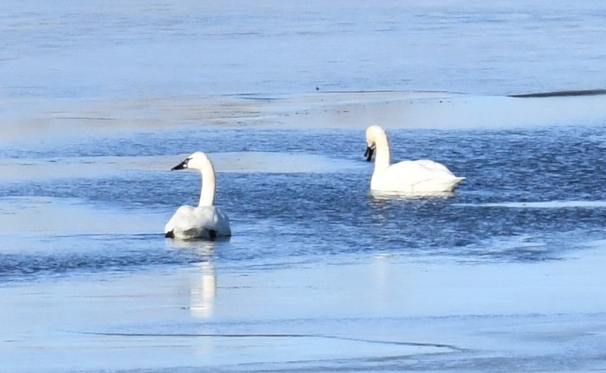 Tundra Swan - ML314738751