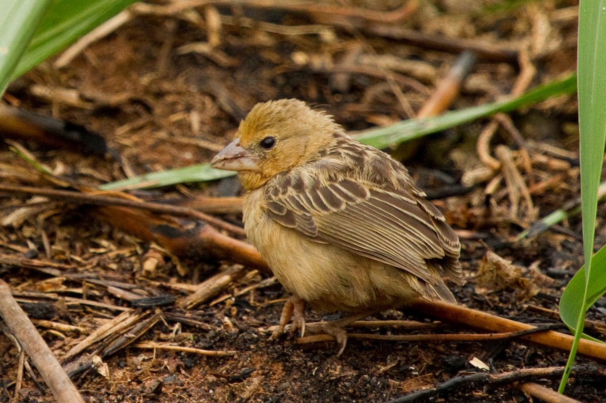 Bob-tailed Weaver - ML314738861