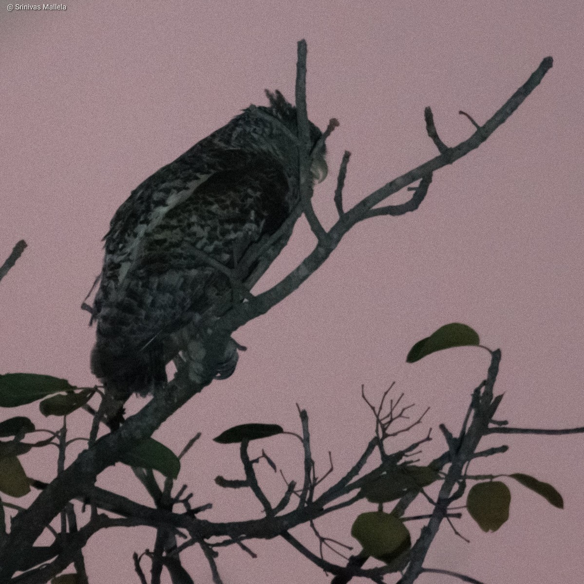 Spot-bellied Eagle-Owl - ML314739181