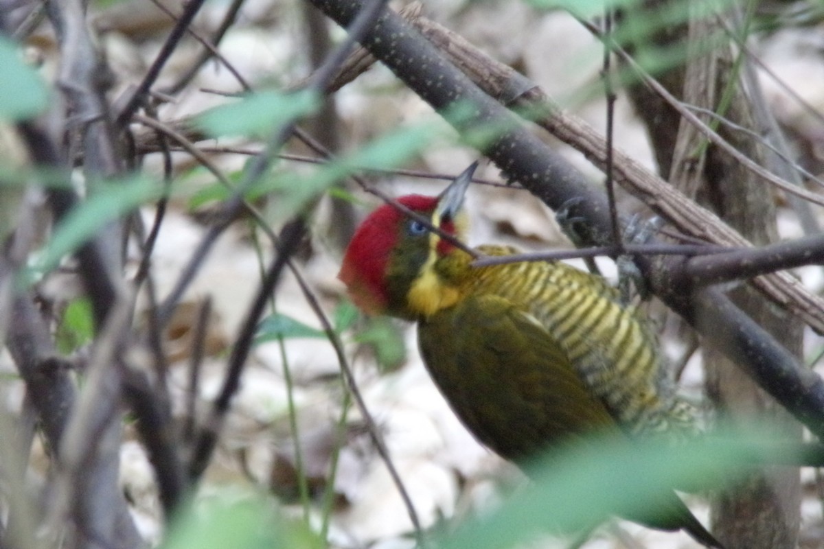 Golden-green Woodpecker - Pablo Monges